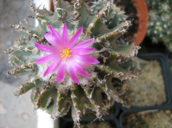 Geohintonia mexicana 