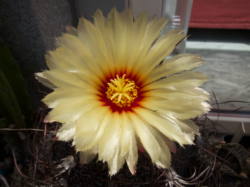 Astrophytum capricorne 