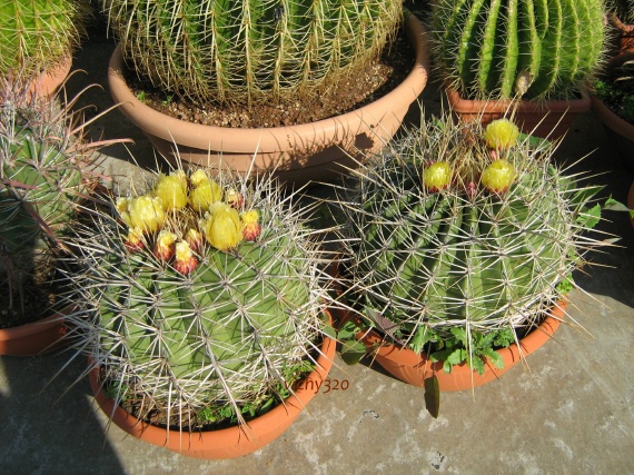 Ferocactus alamosanus 