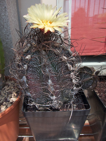 Astrophytum capricorne 