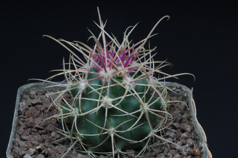 Ferocactus cylindraceus v. albispinus 