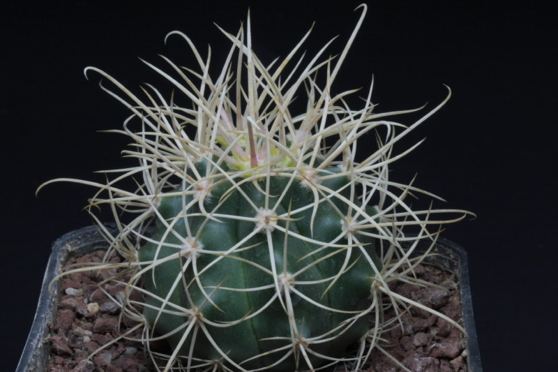 Ferocactus cylindraceus v. albispinus 