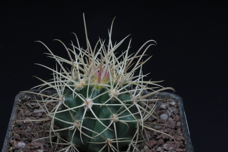 Ferocactus cylindraceus v. albispinus 