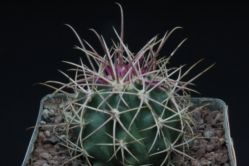 Ferocactus cylindraceus v. albispinus 