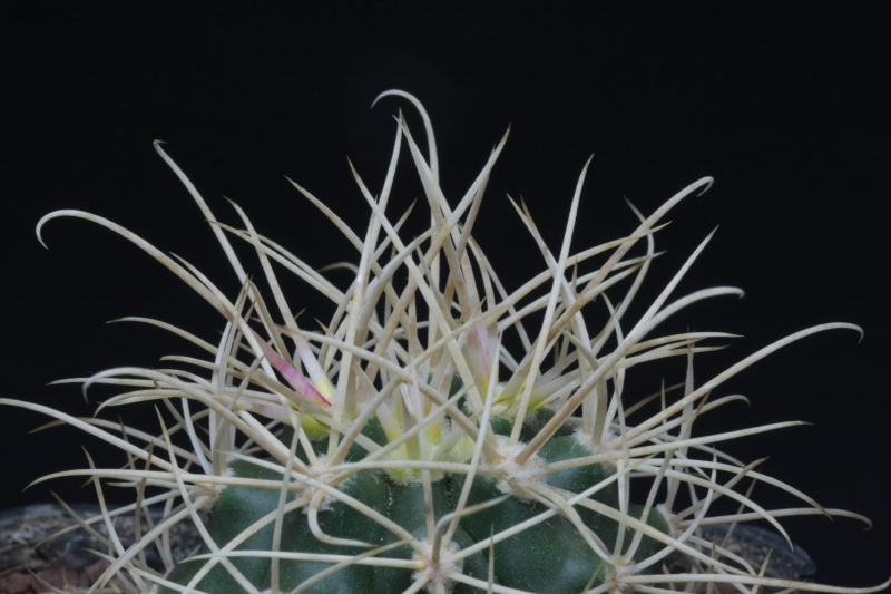 Ferocactus cylindraceus 