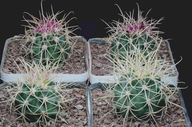 Ferocactus cylindraceus 