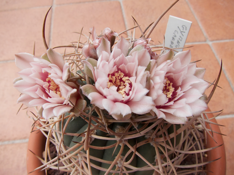 Gymnocalycium cardenasianum 