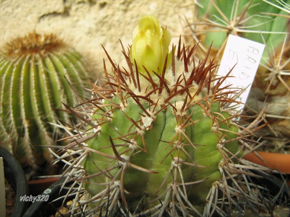 Copiapoa marginata v. bridgesii 