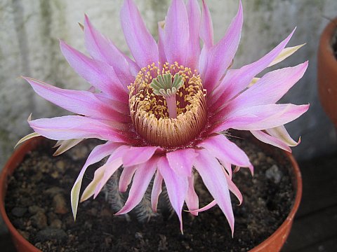 Echinocereus  fitchii 