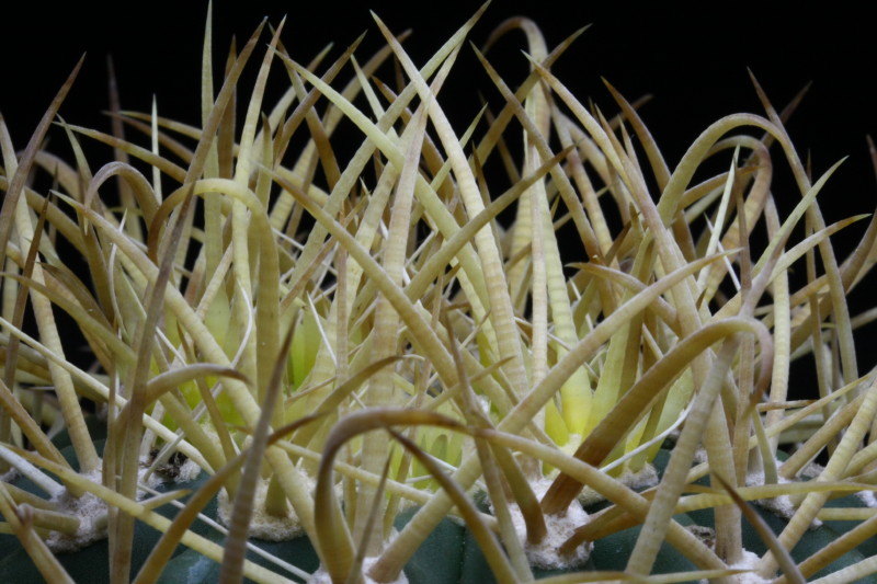 Ferocactus chrysacanthus 