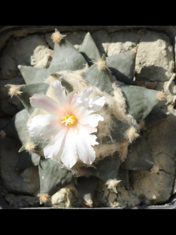 Ariocarpus retusus PAN 66