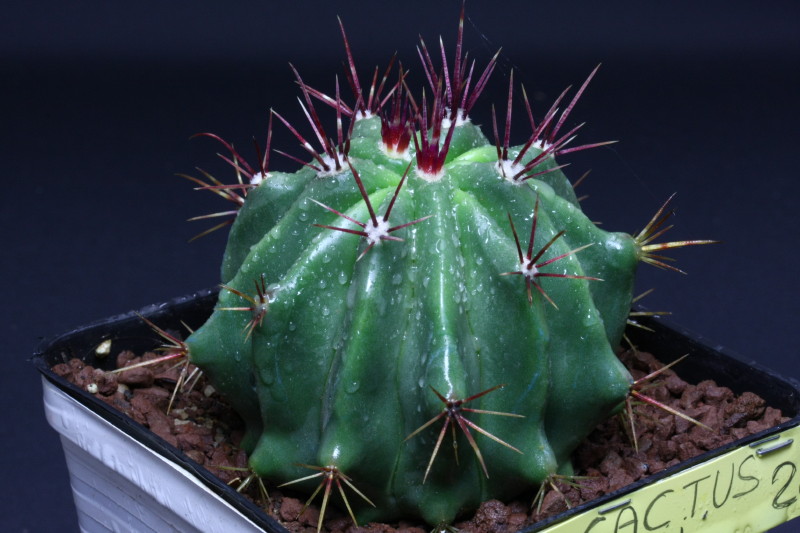 Ferocactus pilosus 