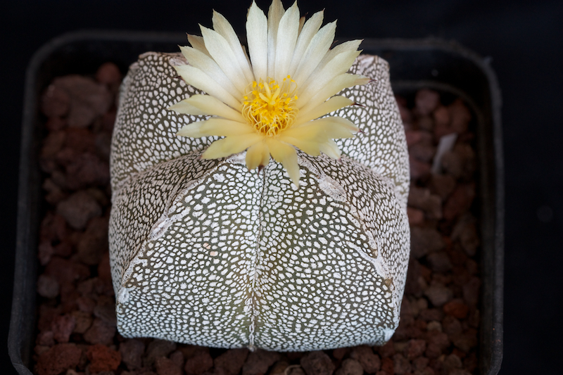 Astrophytum myriostigma  f. quadricostatum cv. onzuka 