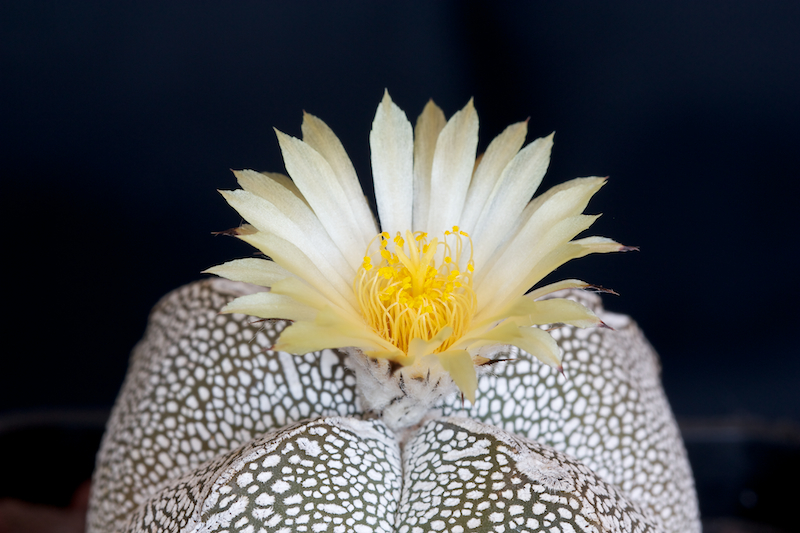 Astrophytum myriostigma f. quadricostatum cv. onzuka 