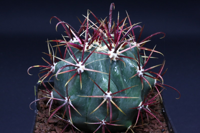 Ferocactus gracilis ssp. coloratus 