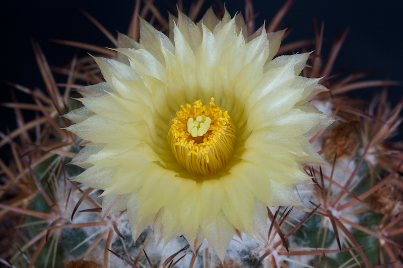 Coryphantha guerkeana 