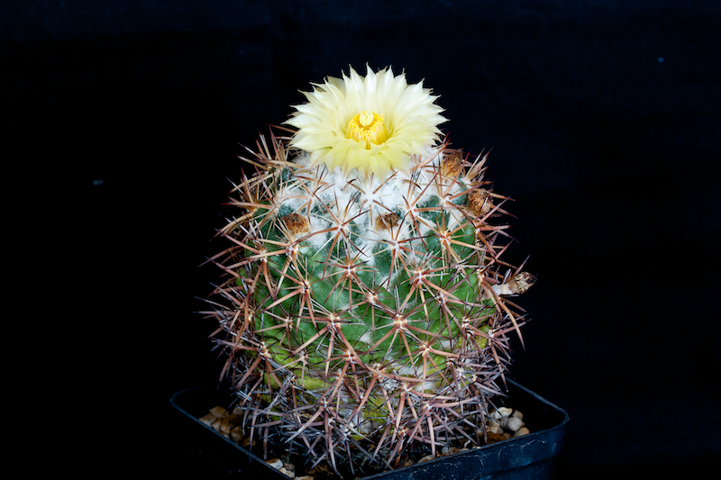 Coryphantha guerkeana 