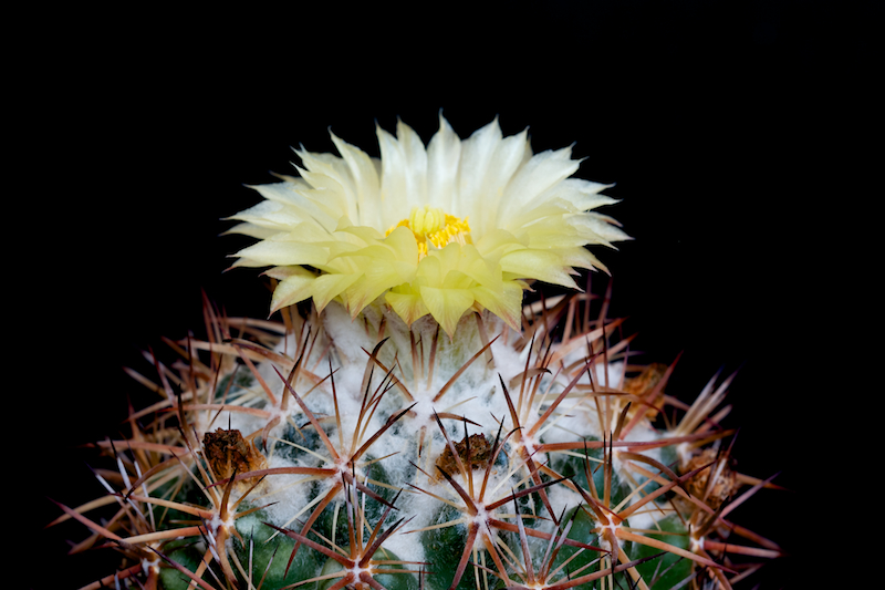 Coryphantha guerkeana 