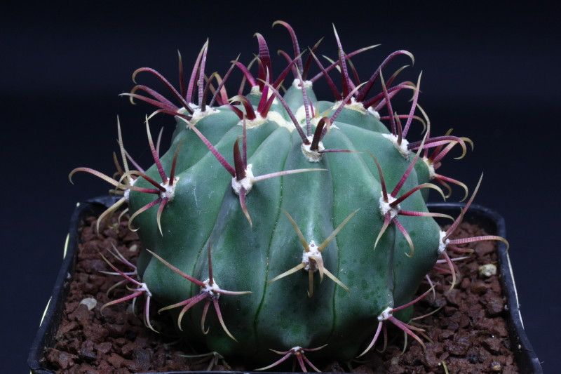 Ferocactus gracilis 