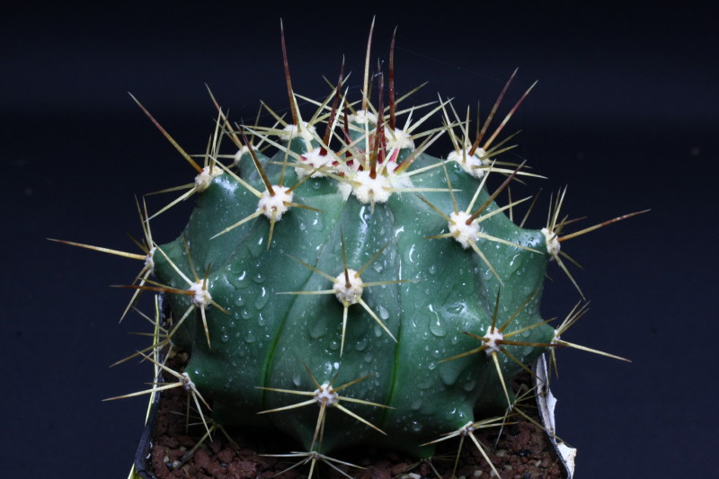 Ferocactus pottsii 