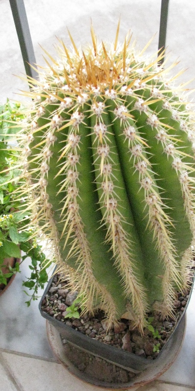 Trichocereus validus 