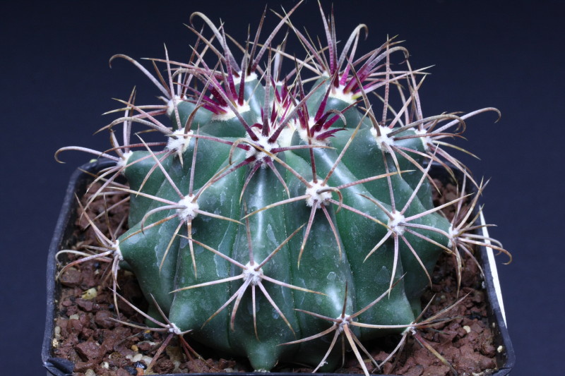 Ferocactus wislizeni 