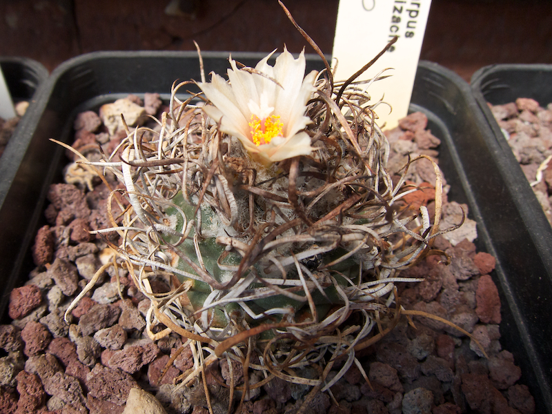 Turbinicarpus schmiedickeanus ssp. klinkerianus cv. el huizache 