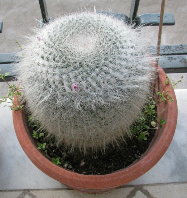 Mammillaria hahniana 