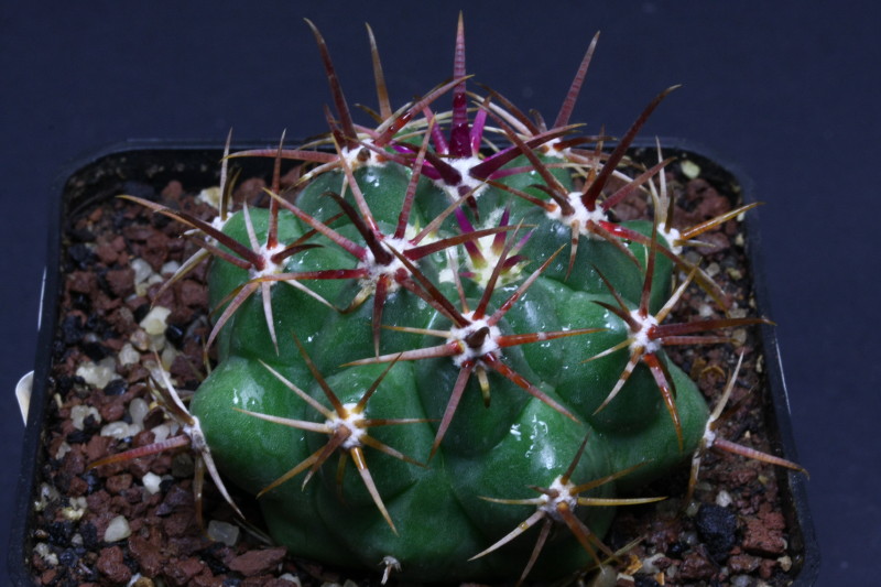 Ferocactus viridescens 