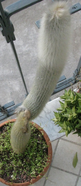 Cleistocactus strausii 