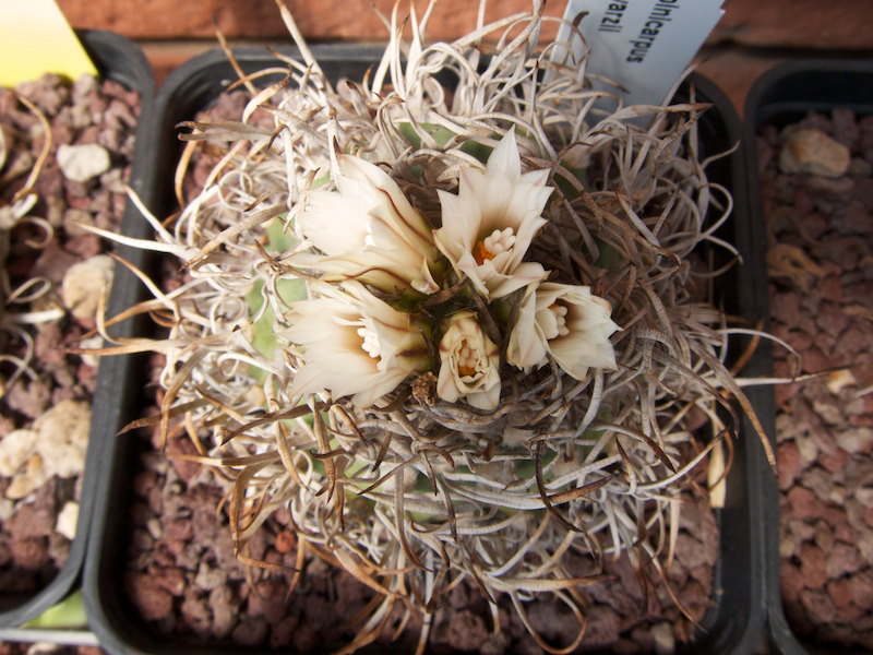 Turbinicarpus schwarzii 