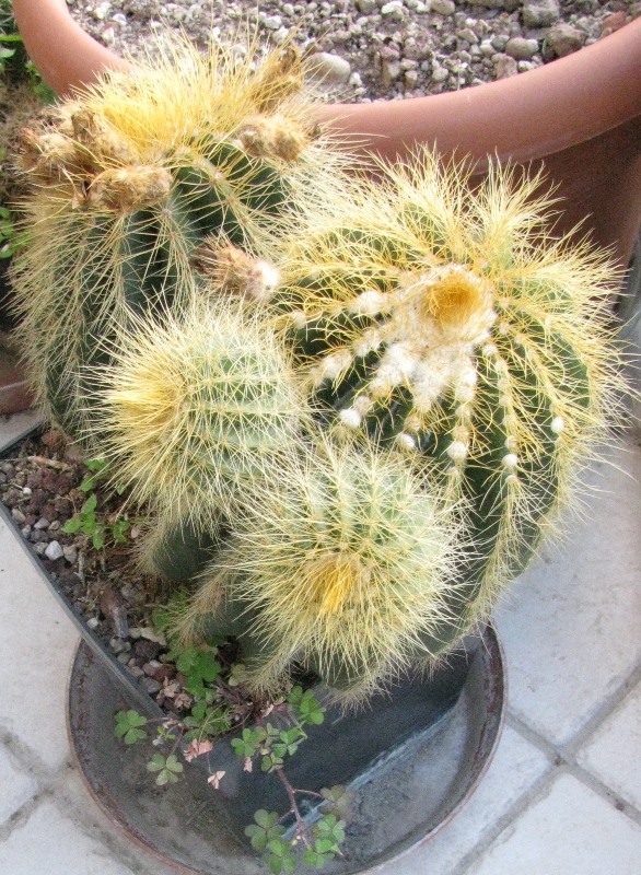 Parodia warasii 