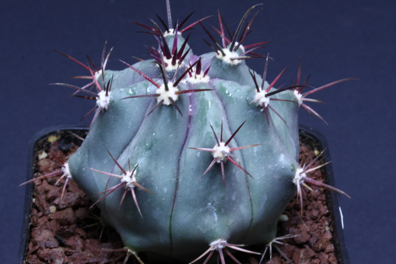 Ferocactus peninsulae 