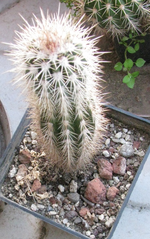 Pachycereus pringlei 