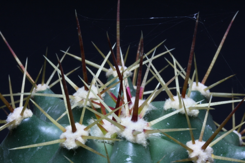 Ferocactus pottsii 