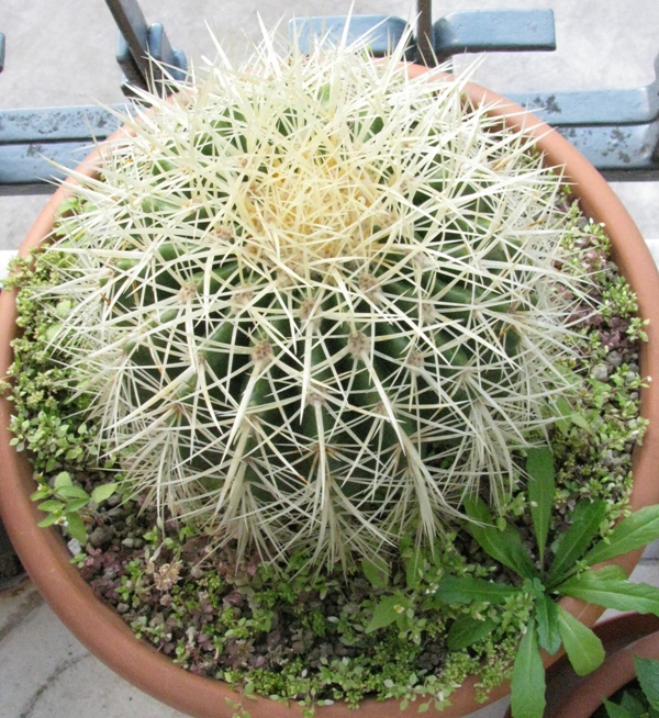 Echinocactus grusonii 