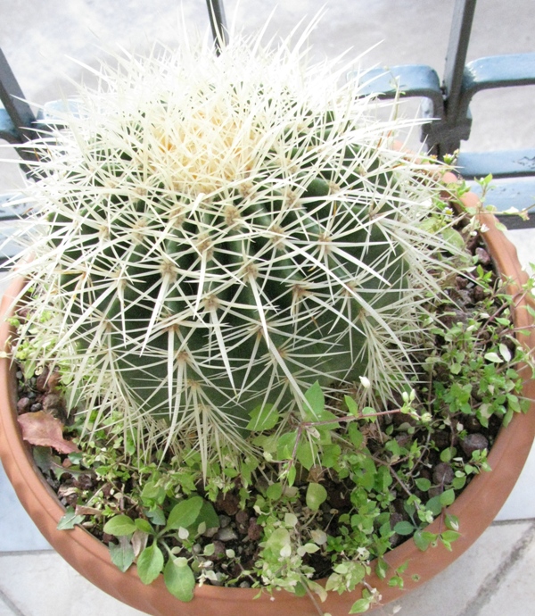 Echinocactus grusonii 