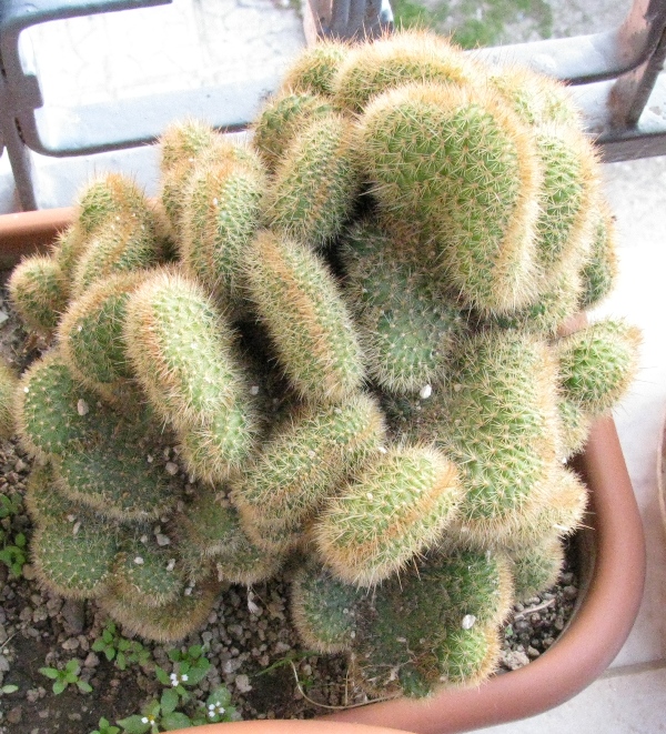 Borzicactus samaipatanus f. cristatus  