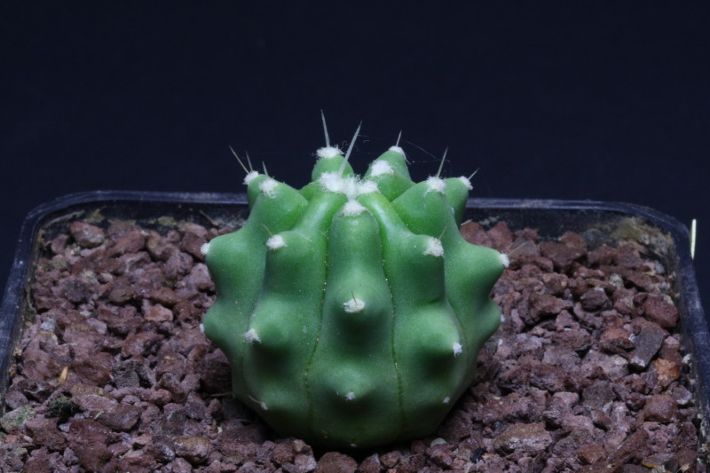 Ferocactus glaucescens v. inermis 