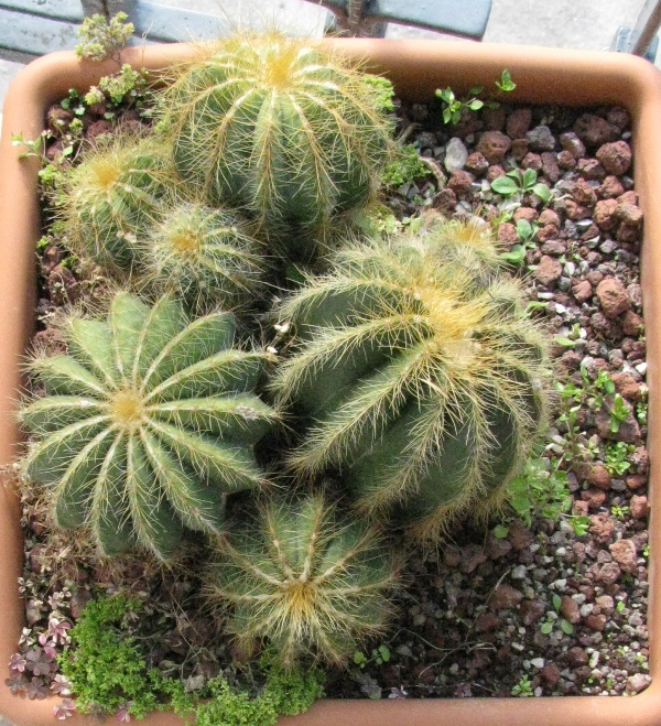 Parodia magnifica 