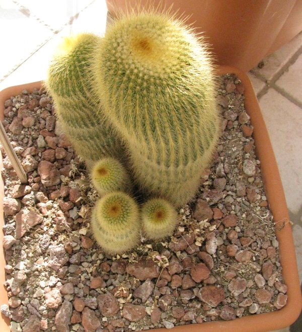 11 Parodia leninghausii 