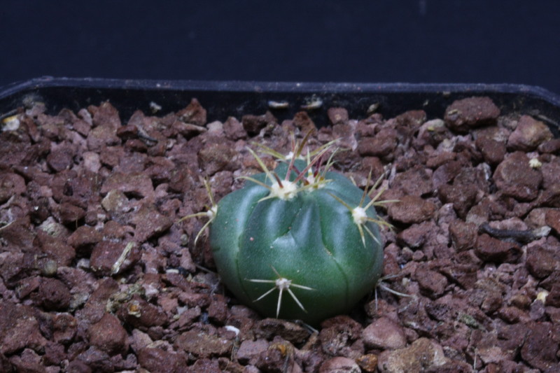 Ferocactus recurvus 