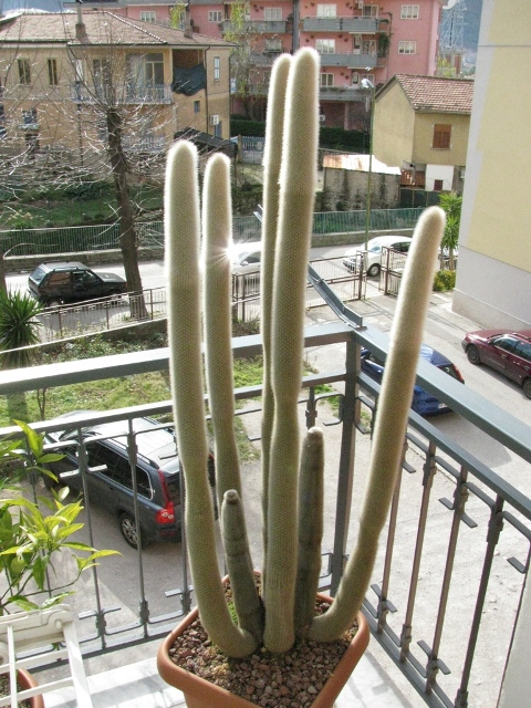 Cleistocactus strausii 