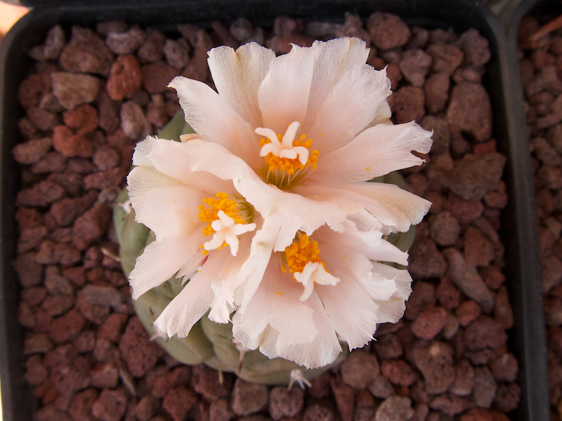 Turbinicarpus lophophoroides 