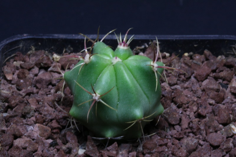 Ferocactus haematacanthus 