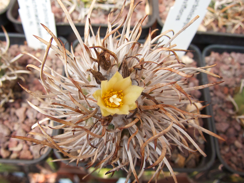 Turbinicarpus flaviflorus 