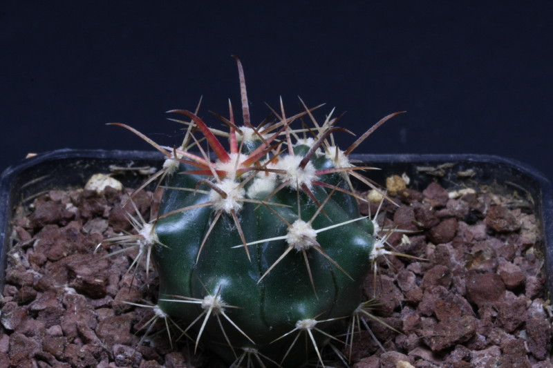 Ferocactus wislizeni ssp. herrerae v. brevispinus 