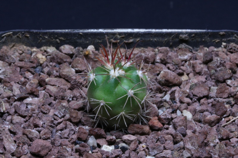 Ferocactus viridescens ssp. littoralis 