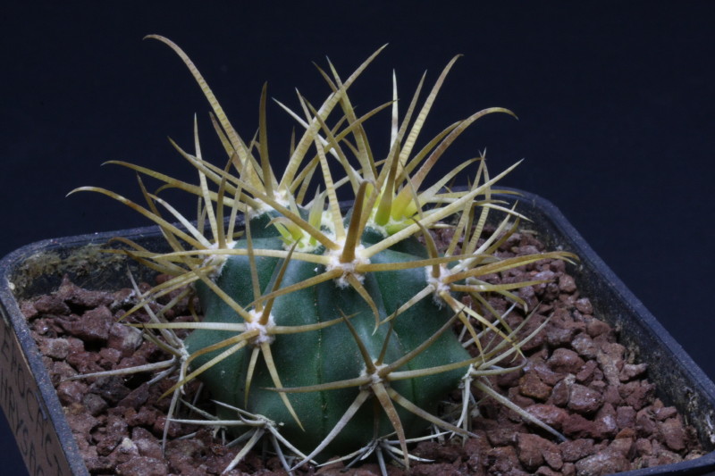 Ferocactus chrysacanthus 