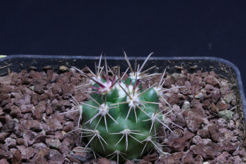 Ferocactus fordii 